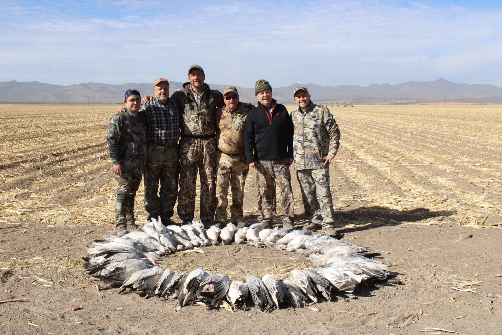 Snow geese rising from a Chihuahua field at sunrise